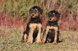 AIREDALE TERRIER 263